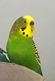 Lost Budgerigar
