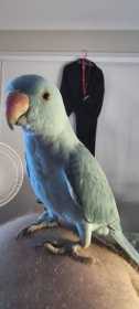 Lost Indian Ringneck Parakeet