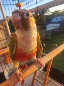 Lost Conure