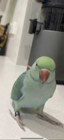 Lost Indian Ringneck Parakeet