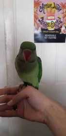 Lost Alexandrine