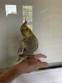 Lost Cockatiel