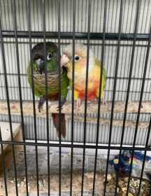 Lost Conure