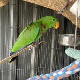 Lost Eclectus