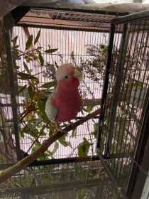 Lost Galah Cockatoo