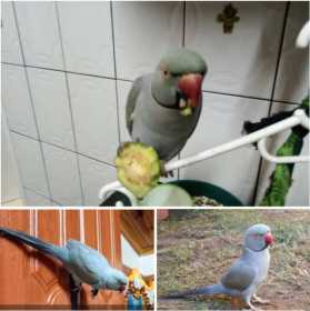 Lost Indian Ringneck Parakeet