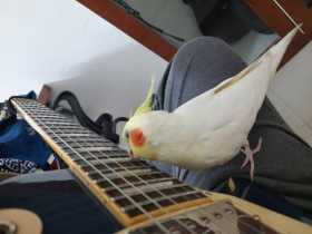 Lost Cockatiel