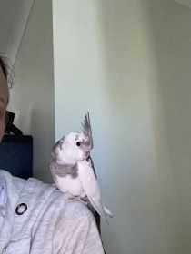 Lost Cockatiel