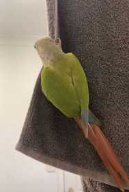 Lost Conure
