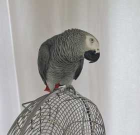 Lost African Grey
