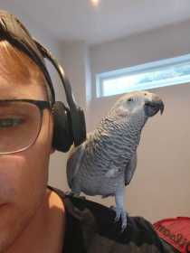 Lost African Grey