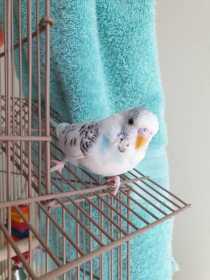 Lost Budgerigar