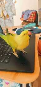 Lost Indian Ringneck Parakeet