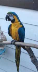 Lost Macaw