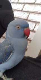 Lost Indian Ringneck Parakeet