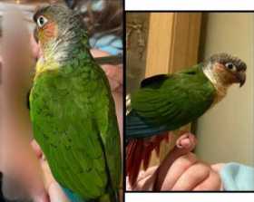 Lost Conure