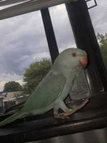 Lost Indian Ringneck Parakeet