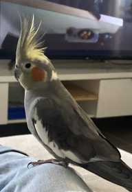 Lost Cockatiel