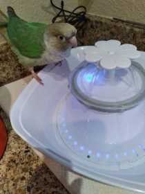 Lost Conure