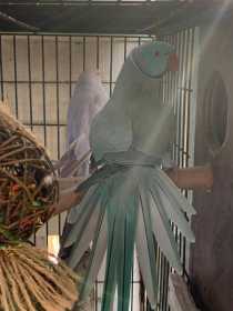 Lost Indian Ringneck Parakeet