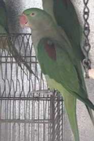 Lost Alexandrine