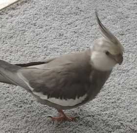 Lost Cockatiel