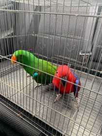 Lost Eclectus