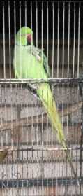 Lost Indian Ringneck Parakeet