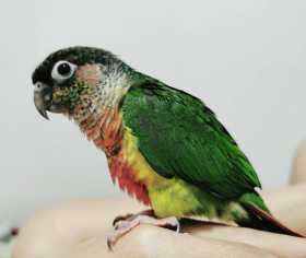 Lost Conure