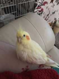 Lost Cockatiel