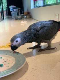 Lost African Grey