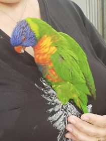 Lost Lory / Lorikeet