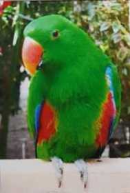 Lost Eclectus