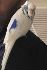 Lost Budgerigar