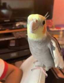 Lost Cockatiel