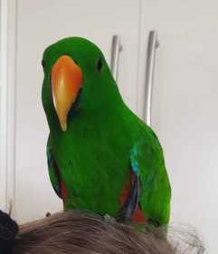 Lost Eclectus