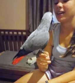 Lost African Grey