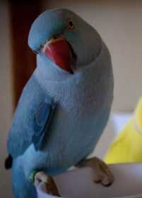 Lost Indian Ringneck Parakeet