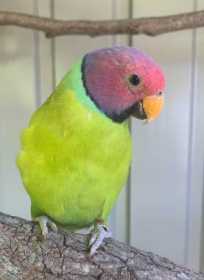 Lost Plum-Headed Parakeet