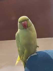 Lost Indian Ringneck Parakeet