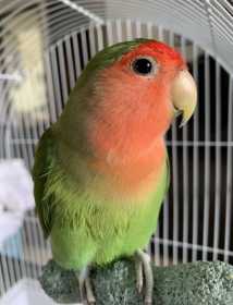 Lost Lovebird