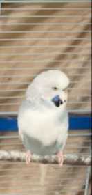 Lost Budgerigar