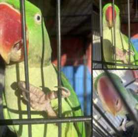Lost Alexandrine