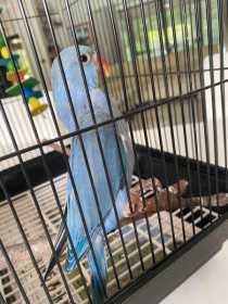 Lost Indian Ringneck Parakeet