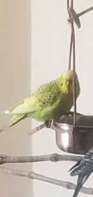 Lost Budgerigar