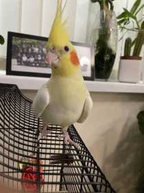 Lost Cockatiel