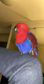 Lost Eclectus