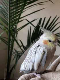 Lost Cockatiel