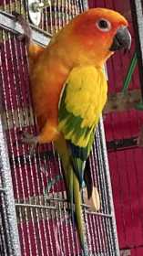 Lost Conure