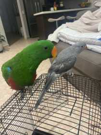 Lost Eclectus